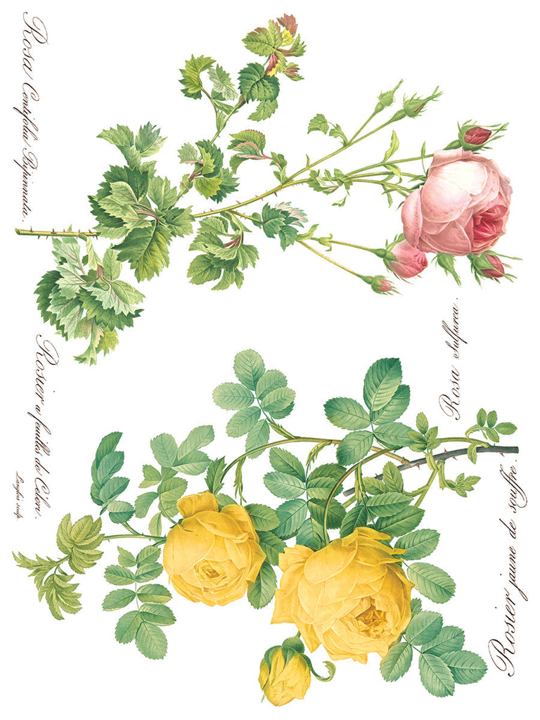 Iron Orchid Rose Botanical IOD Transfer 12x16 Pad™ transfer pad 8 sheets-BluebirdMercantile